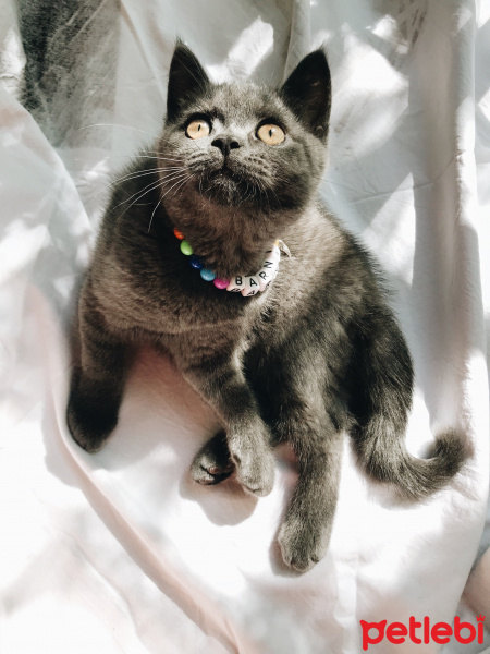 British Shorthair, Kedi  Barni fotoğrafı