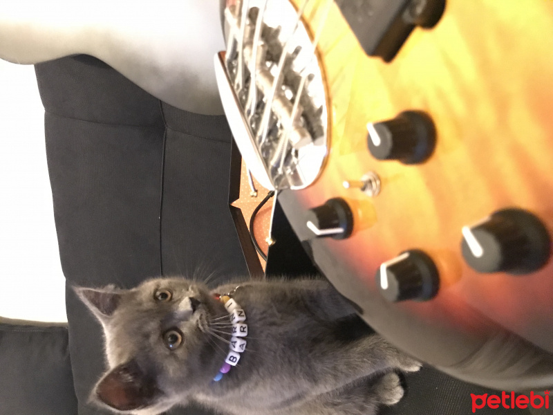 British Shorthair, Kedi  Barni fotoğrafı