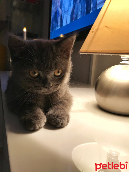 British Shorthair, Kedi  Barni fotoğrafı