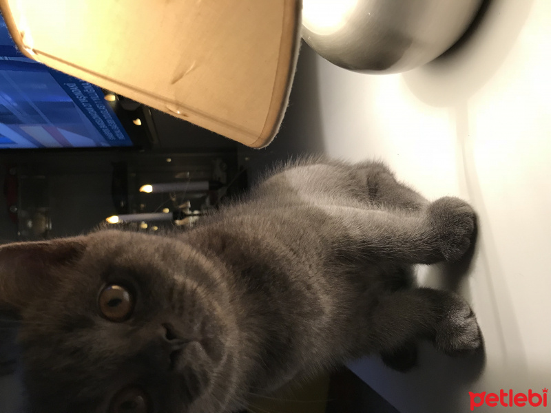 British Shorthair, Kedi  Barni fotoğrafı