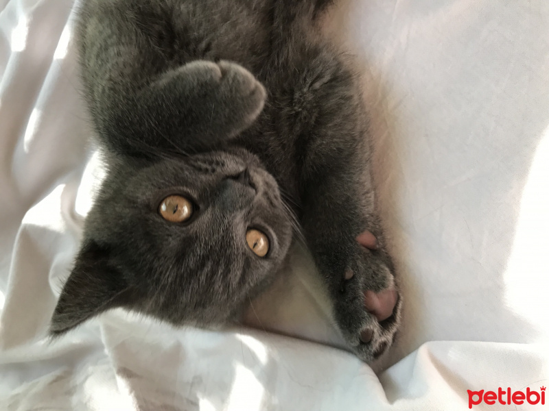 British Shorthair, Kedi  Barni fotoğrafı