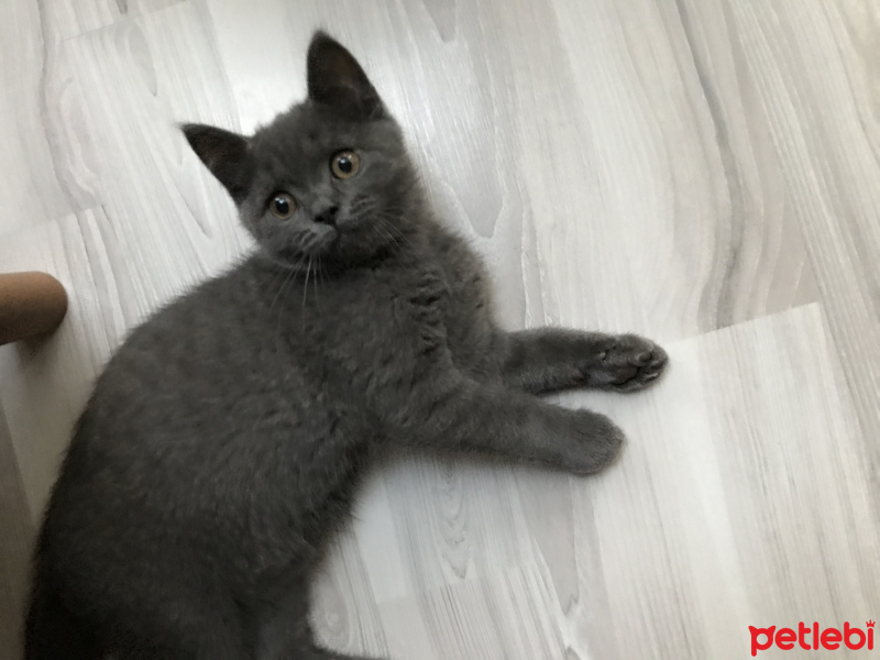 British Shorthair, Kedi  Barni fotoğrafı