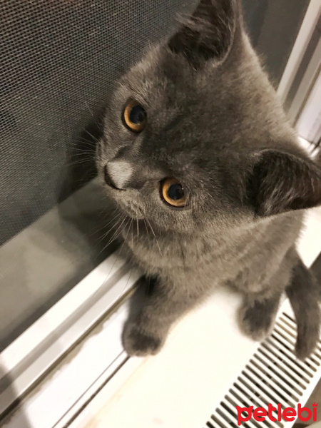 British Shorthair, Kedi  Barni fotoğrafı