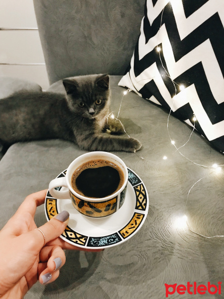 British Shorthair, Kedi  Barni fotoğrafı