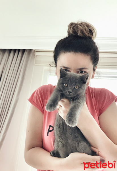 British Shorthair, Kedi  Barni fotoğrafı