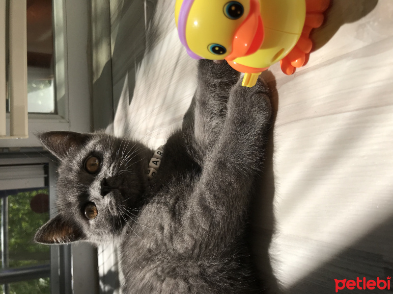 British Shorthair, Kedi  Barni fotoğrafı