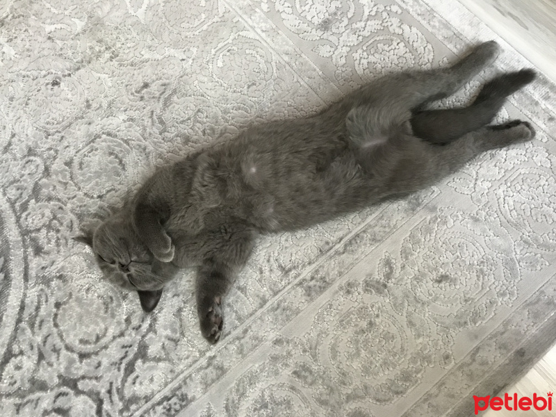 British Shorthair, Kedi  Barni fotoğrafı