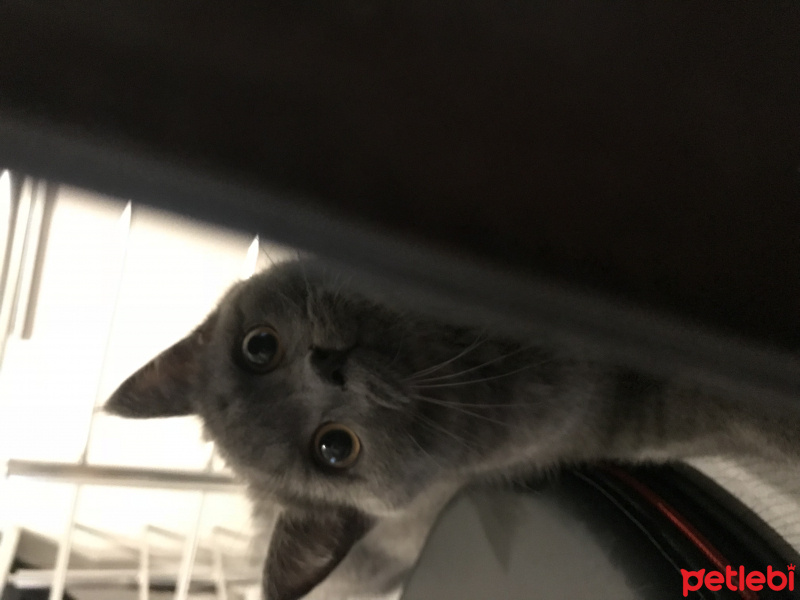 British Shorthair, Kedi  Barni fotoğrafı