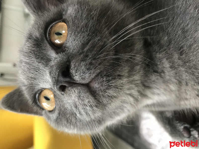 British Shorthair, Kedi  Barni fotoğrafı