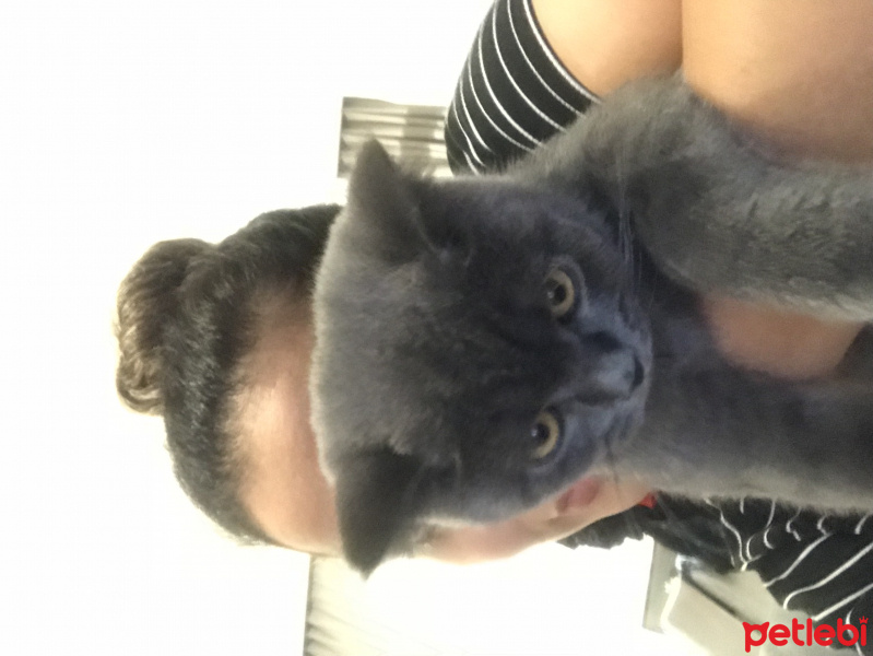 British Shorthair, Kedi  Barni fotoğrafı