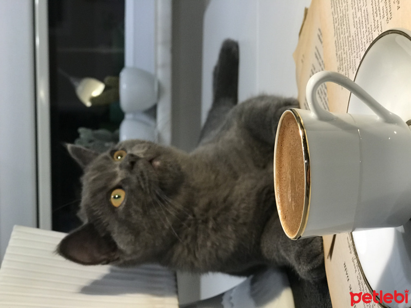 British Shorthair, Kedi  Barni fotoğrafı