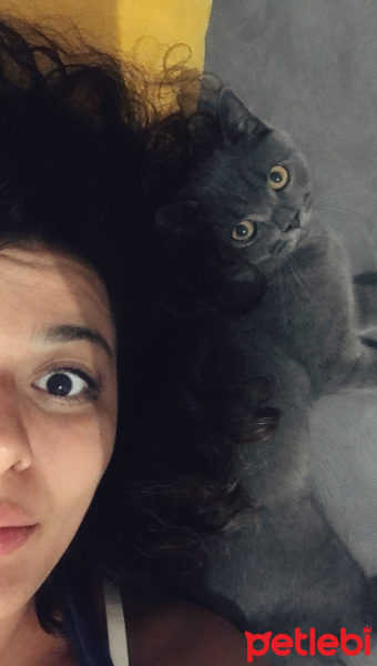 British Shorthair, Kedi  Barni fotoğrafı