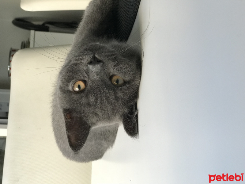 British Shorthair, Kedi  Barni fotoğrafı