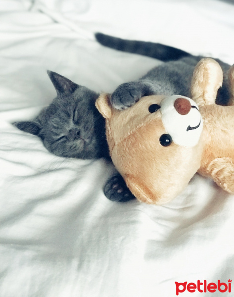 British Shorthair, Kedi  Barni fotoğrafı