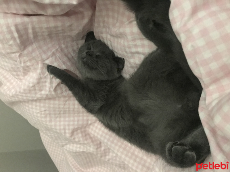British Shorthair, Kedi  Barni fotoğrafı