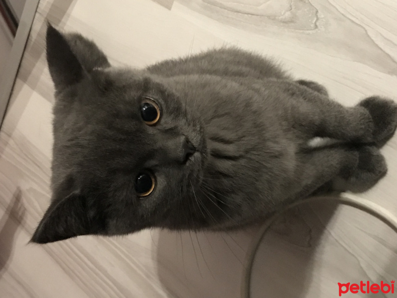 British Shorthair, Kedi  Barni fotoğrafı