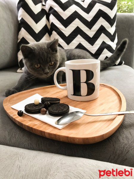 British Shorthair, Kedi  Barni fotoğrafı