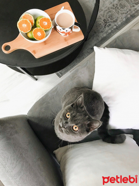 British Shorthair, Kedi  Barni fotoğrafı