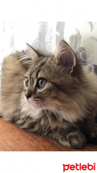 British Shorthair, Kedi  Hermes fotoğrafı