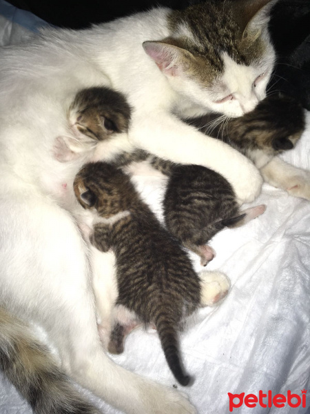 Tekir Kedi, Kedi  Minnoş fotoğrafı