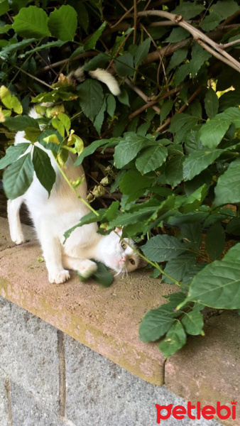 Tekir Kedi, Kedi  Minnoş fotoğrafı