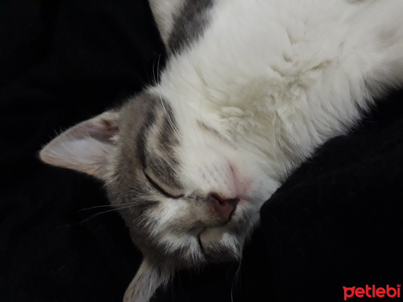Tekir Kedi, Kedi  arya fotoğrafı
