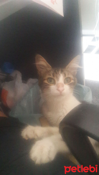 Tekir Kedi, Kedi  mırmır fotoğrafı