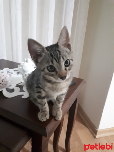Tekir Kedi, Kedi  PİSİ fotoğrafı