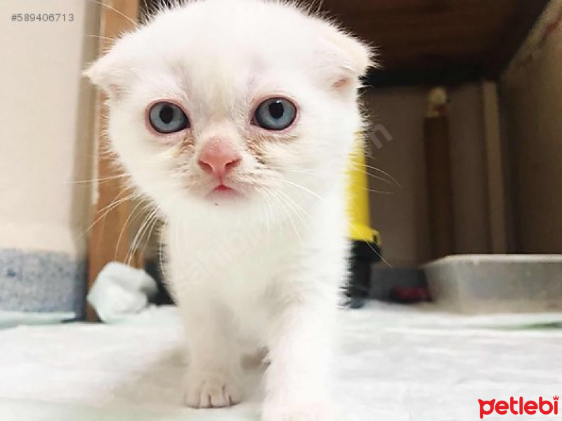 Van Kedisi, Kedi  pati fotoğrafı