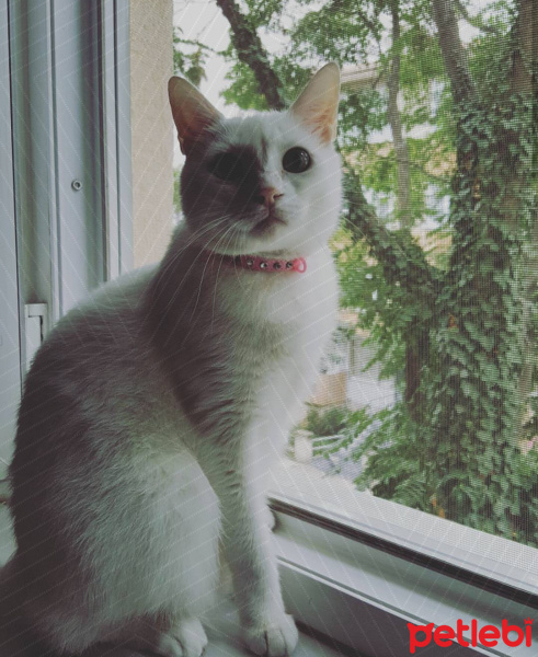 Ankara Kedisi, Kedi  Fondip fotoğrafı