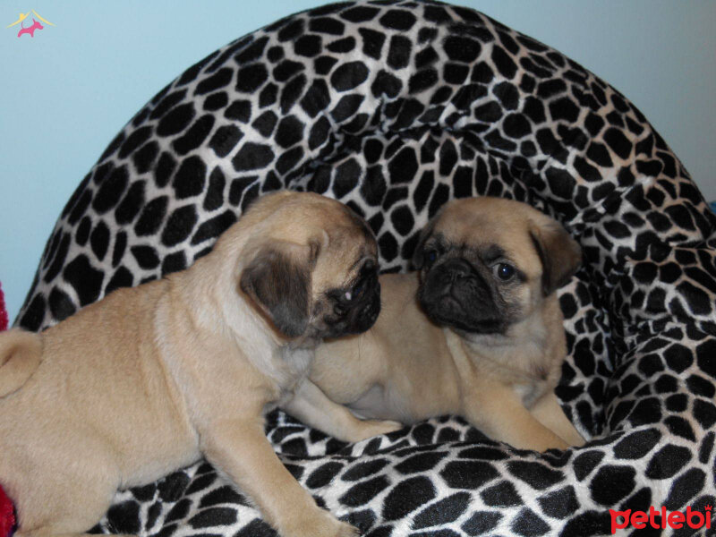 Pug, Köpek  sajiplendirme fotoğrafı