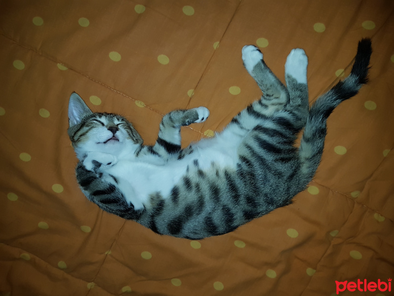 Tekir Kedi, Kedi  Duman fotoğrafı