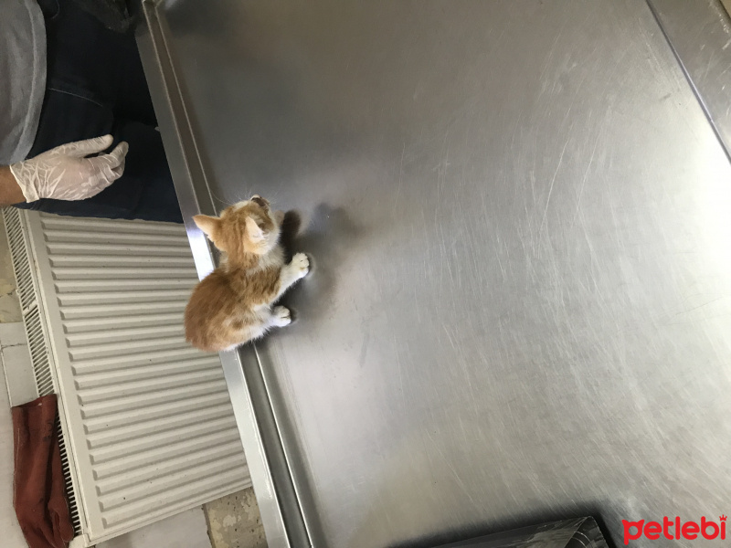 Tekir Kedi, Kedi  Sarı kedi fotoğrafı