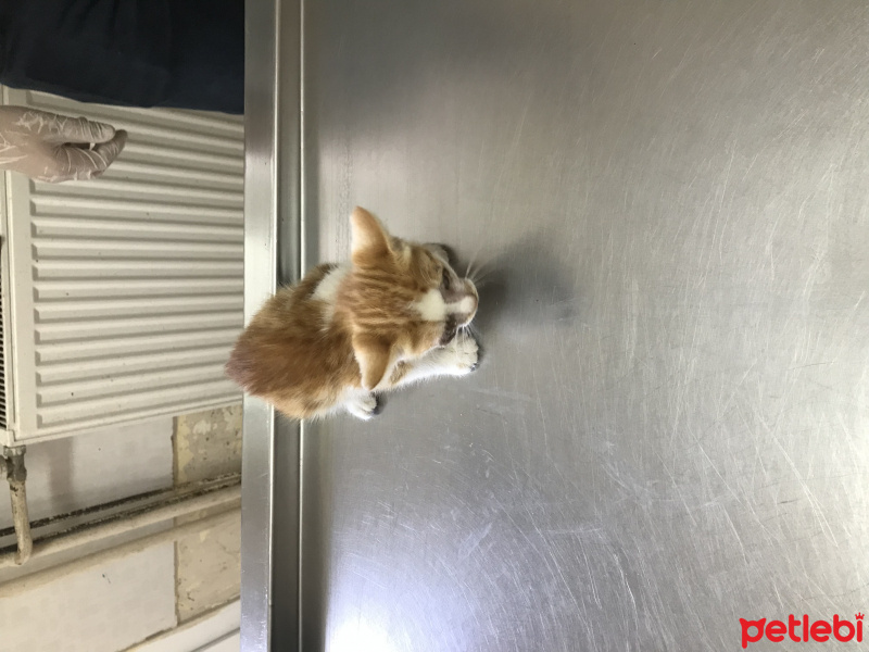 Tekir Kedi, Kedi  Sarı kedi fotoğrafı