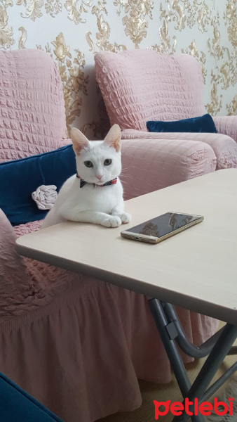 Tekir Kedi, Kedi  ŞİLA fotoğrafı