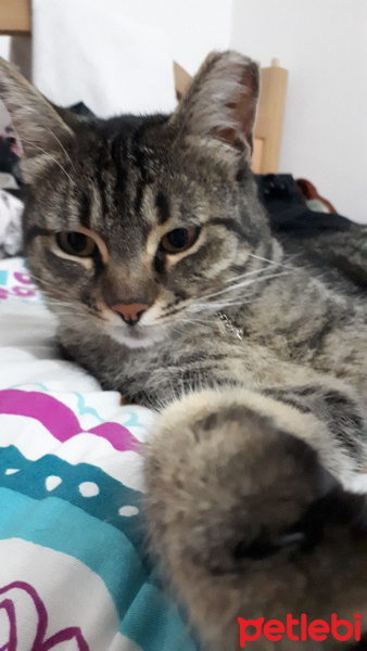 Tekir Kedi, Kedi  Pekmez fotoğrafı