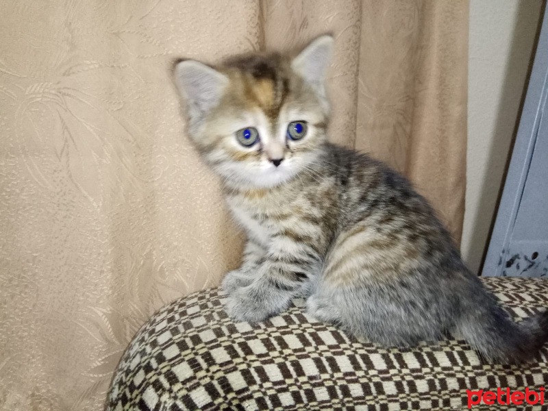 Exotic Shorthair, Kedi  Zeytin fotoğrafı