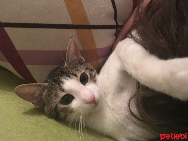 Soke, Kedi  Fiko fotoğrafı