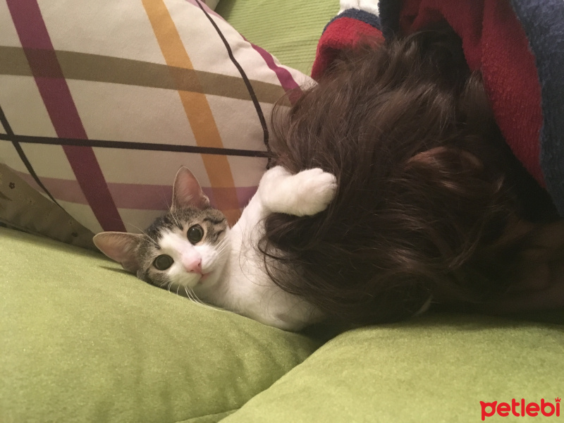 Soke, Kedi  Fiko fotoğrafı