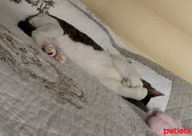 Soke, Kedi  Fiko fotoğrafı