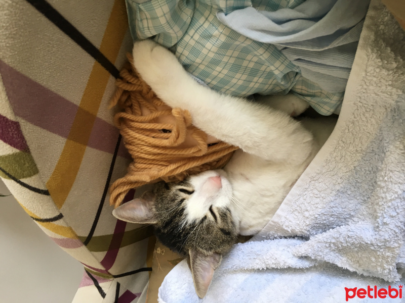 Soke, Kedi  Fiko fotoğrafı