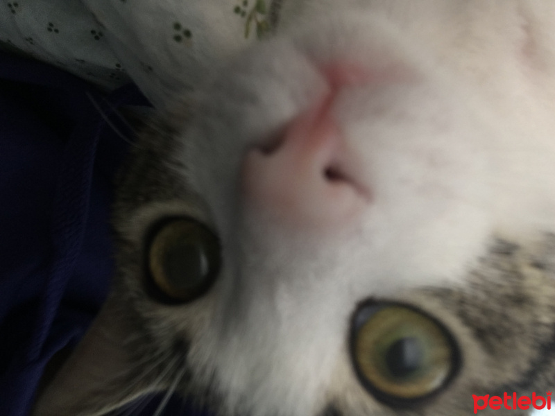 Soke, Kedi  Fiko fotoğrafı
