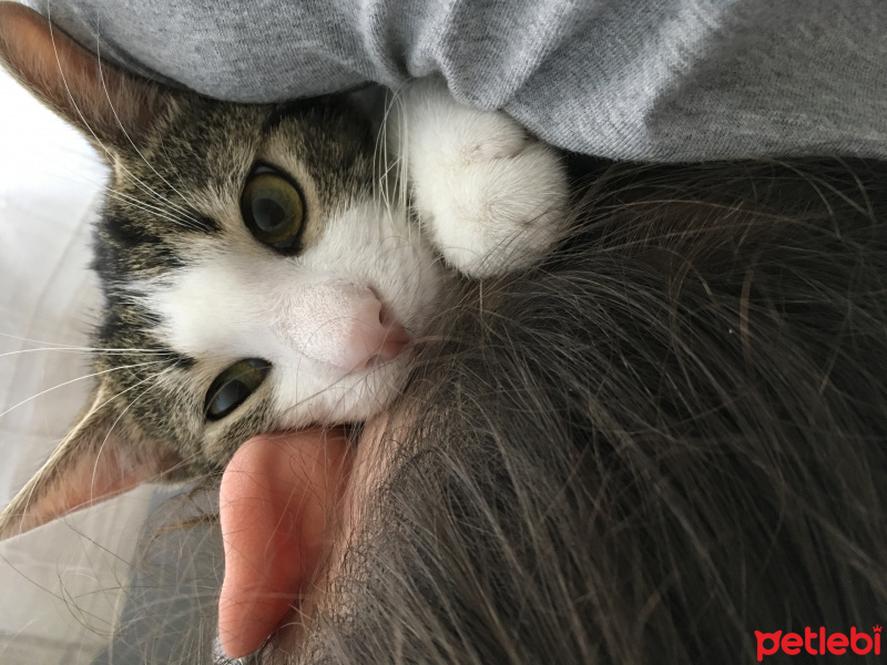 Soke, Kedi  Fiko fotoğrafı