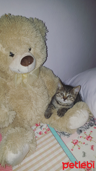 Tekir Kedi, Kedi  Henuz adi yok fotoğrafı