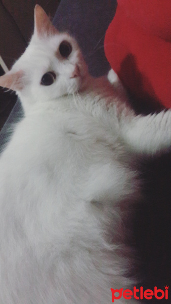 Ankara Kedisi, Kedi  mira fotoğrafı