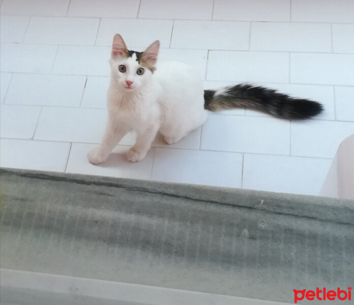 Ankara Kedisi, Kedi  Tin tin fotoğrafı