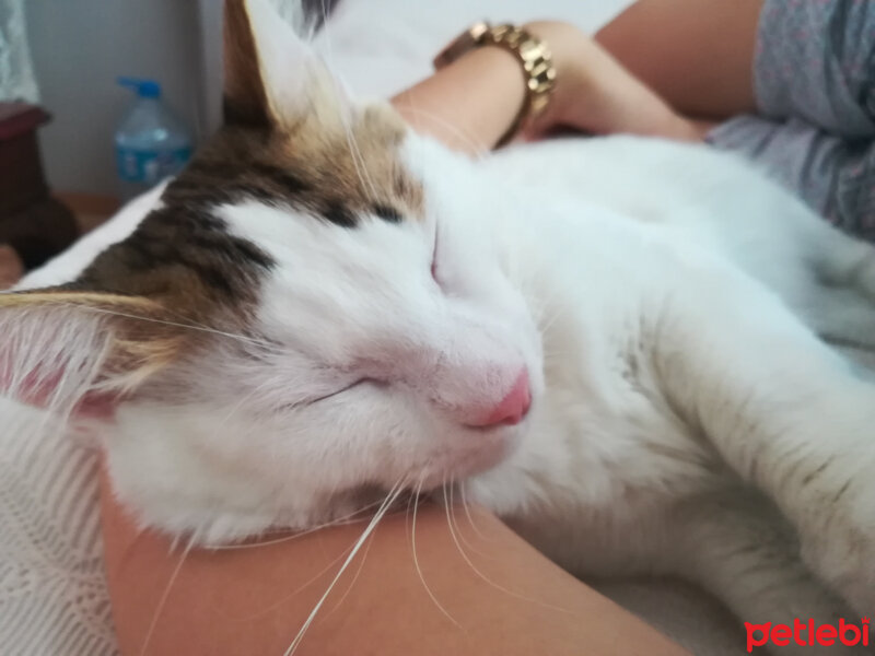 Ankara Kedisi, Kedi  Tin tin fotoğrafı