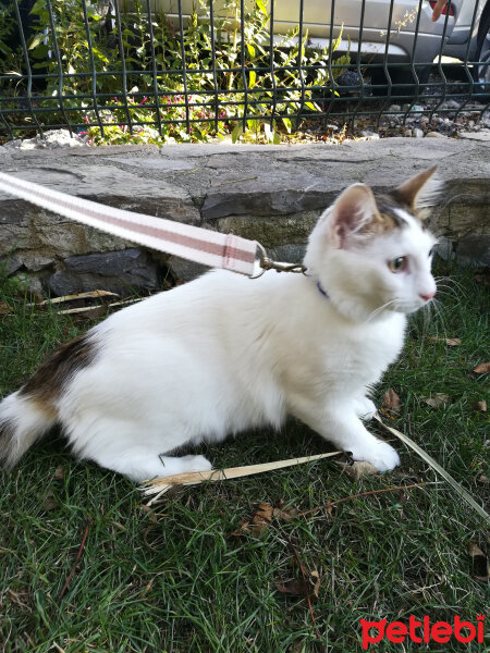 Ankara Kedisi, Kedi  Tin tin fotoğrafı