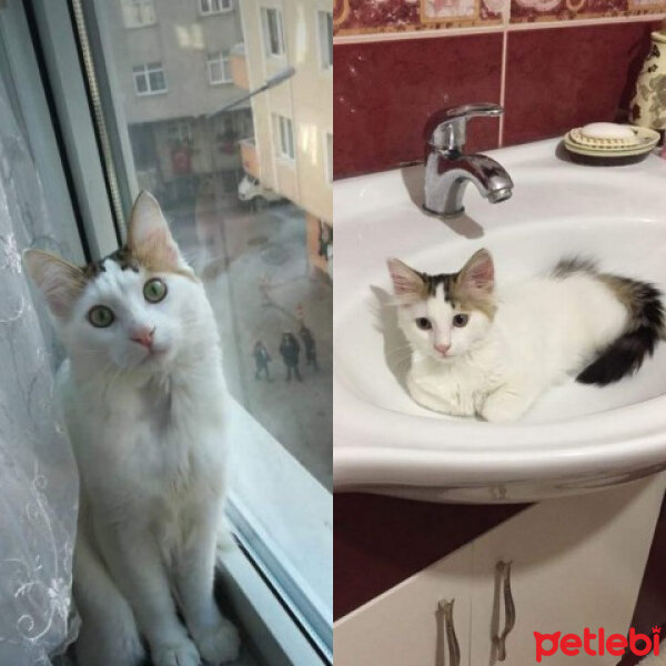 Ankara Kedisi, Kedi  Tin tin fotoğrafı