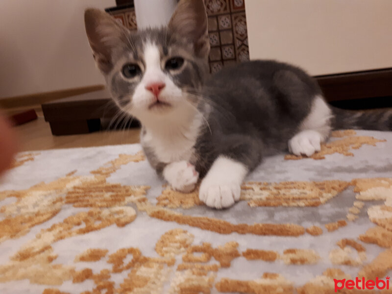 Tekir Kedi, Kedi  Mia fotoğrafı